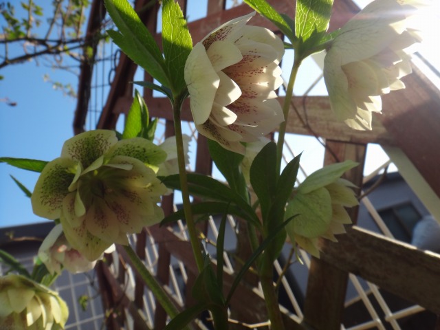 桜の開花に、お散歩_e0195743_1218741.jpg