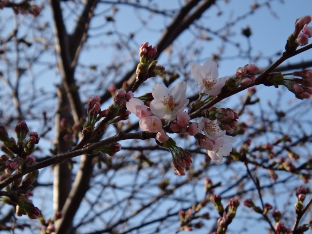 桜の開花に、お散歩_e0195743_12203034.jpg