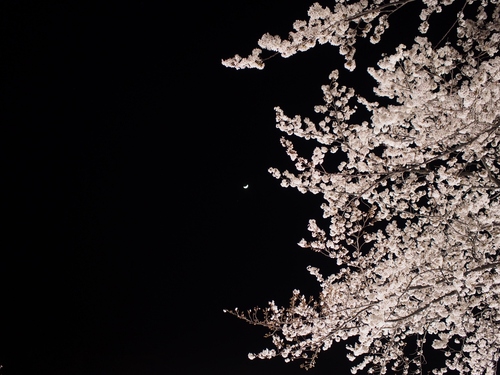 野川の夜桜ライトアップ（2014年）_d0087549_02715.jpg