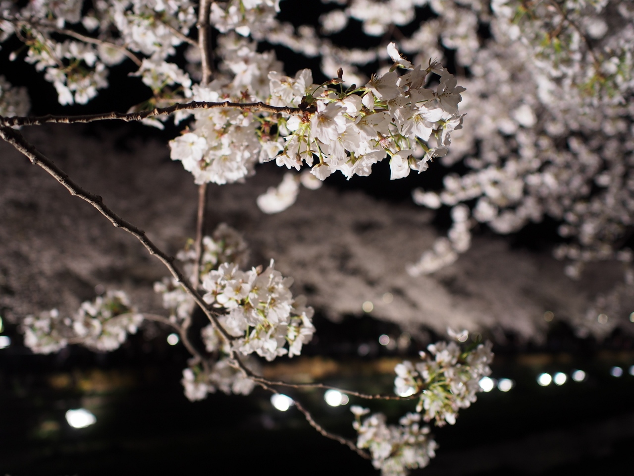 野川の夜桜ライトアップ（2014年）_d0087549_033657.jpg