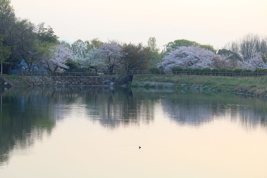 きょうの桜　４月９日_b0301550_23183762.jpg