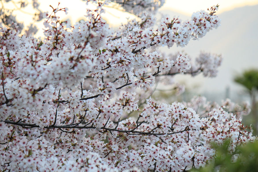 きょうの桜　４月９日_b0301550_23184323.jpg