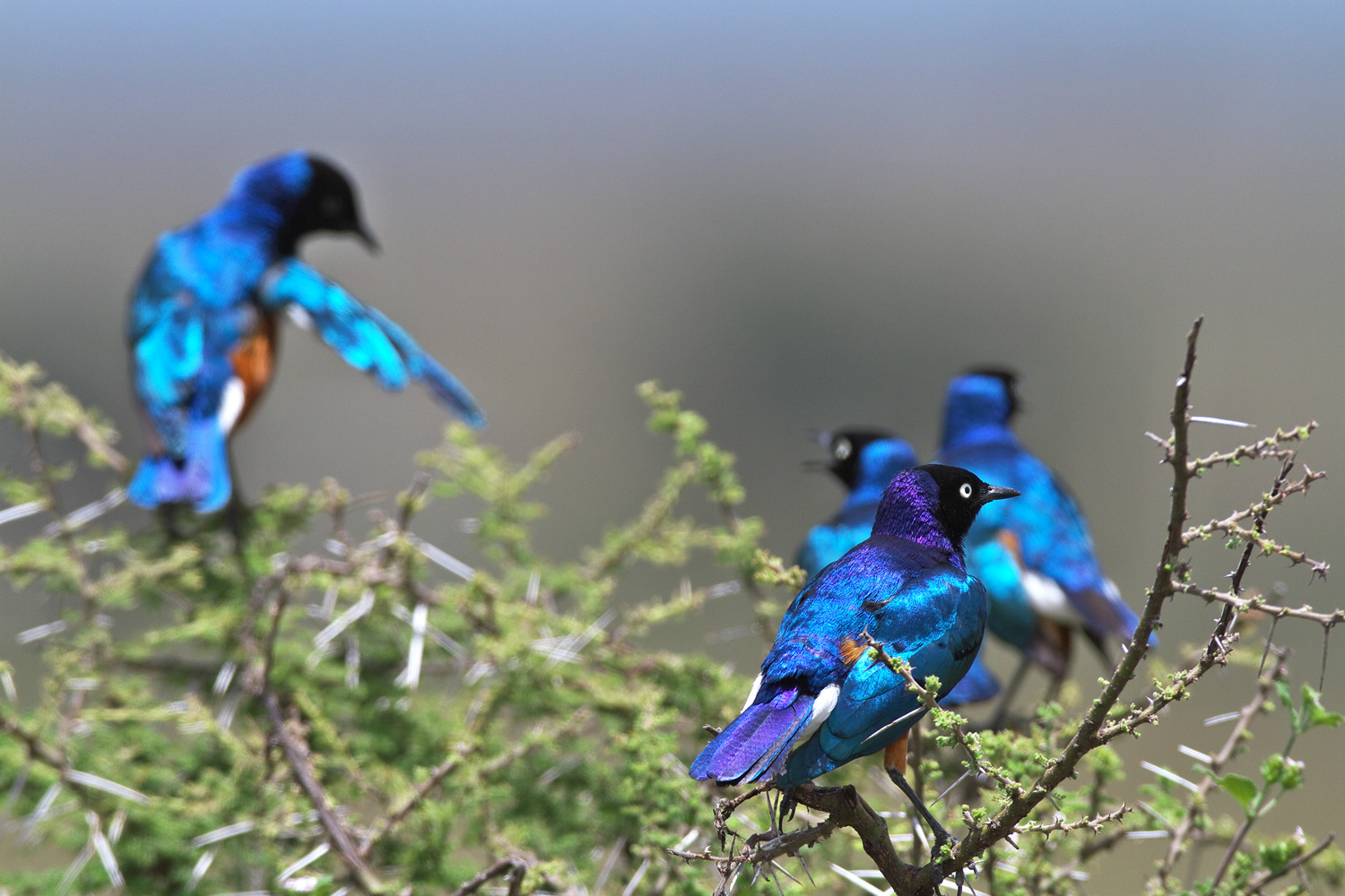 ツキノワテリムク Superb Starling ぼちぼち と 野鳥大好き O