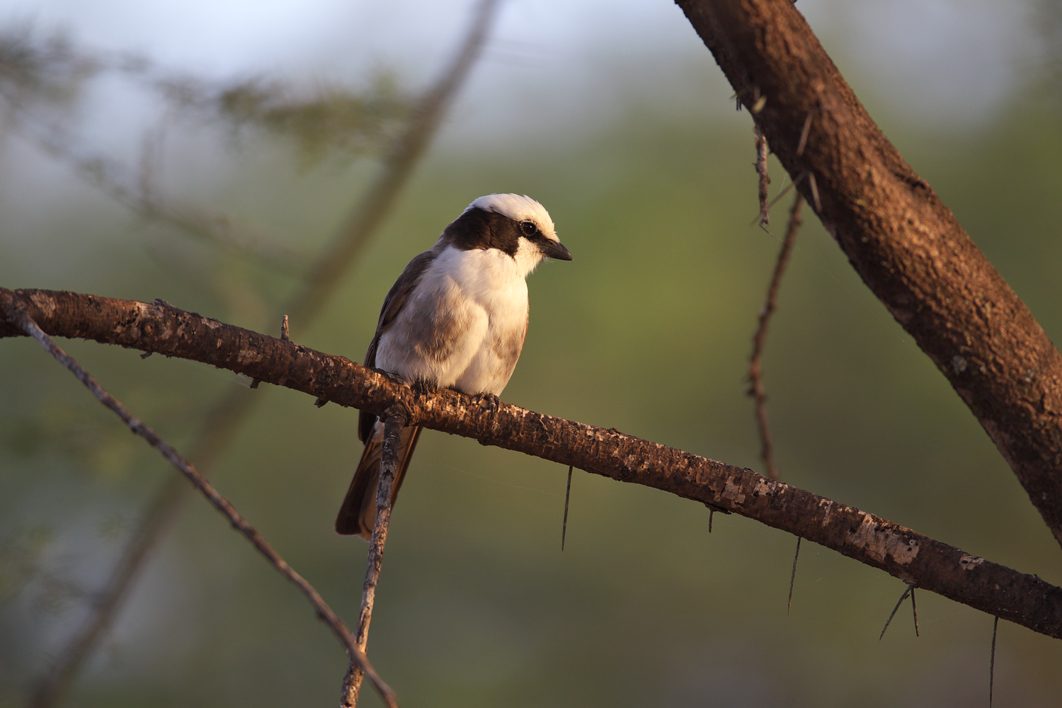 シロズキンヤブモズ（Northern White-crowned Shrike）_d0013455_13141695.jpg