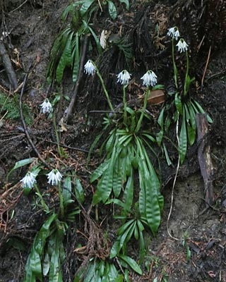 奈良県　阿騎野散策　又兵衛桜と薬園のカタクリ_e0035757_1759264.jpg