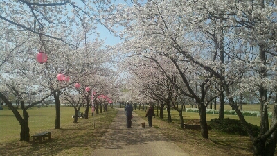 木場潟公園桜情報_d0174758_1941569.jpg