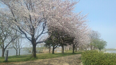 木場潟公園桜情報_d0174758_19422413.jpg