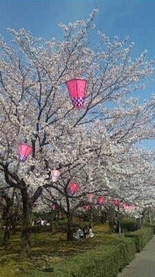 木場潟公園桜情報_d0174758_1942592.jpg