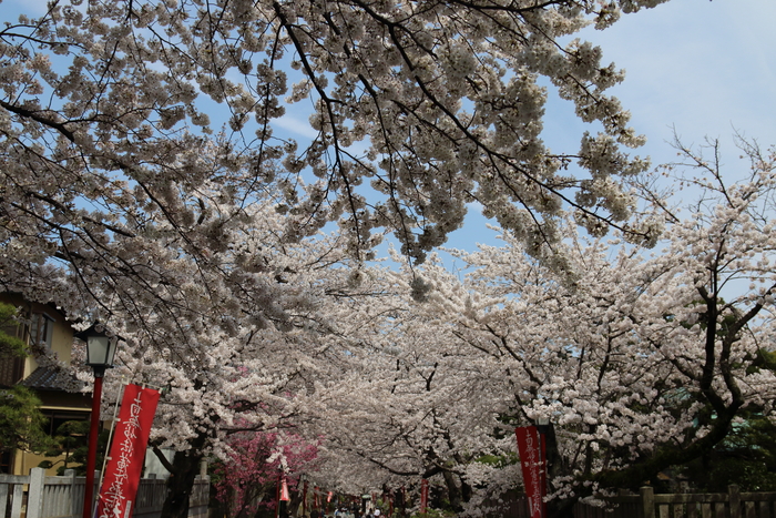 ご近所お寺さんの桜、参道から～　その１_d0152261_13144875.jpg