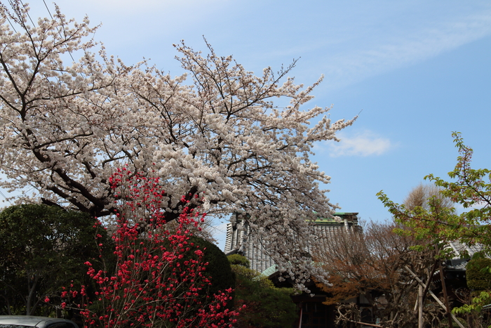 ご近所お寺さんの桜、参道から～　その１_d0152261_1382121.jpg