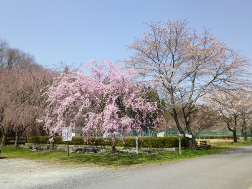 26.4.9　付知川河川公園の桜_c0238069_13291312.jpg