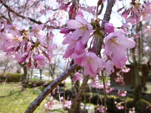 26.4.9　付知川河川公園の桜_c0238069_13293742.jpg