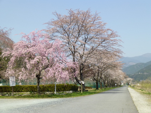 26.4.9　付知川河川公園の桜_c0238069_13295467.jpg