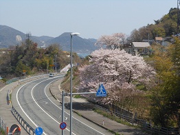名残桜。バイパスの１本桜界隈_e0175370_1456658.jpg
