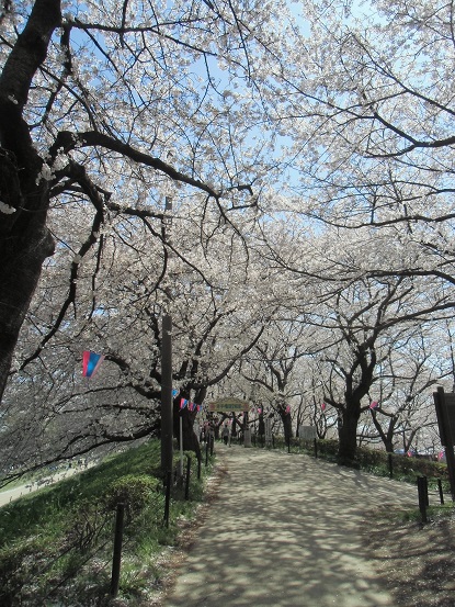 幸手権現堂の桜を見てきた_c0273271_15292356.jpg