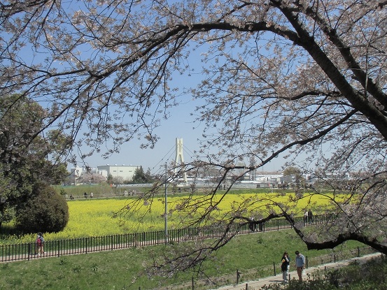 幸手権現堂の桜を見てきた_c0273271_15293816.jpg