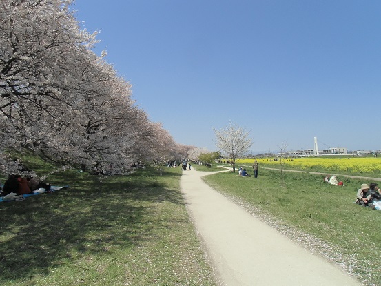 幸手権現堂の桜を見てきた_c0273271_15303234.jpg