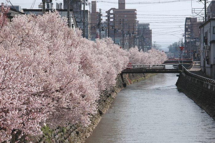 儀明川の桜_d0107372_16094941.jpg