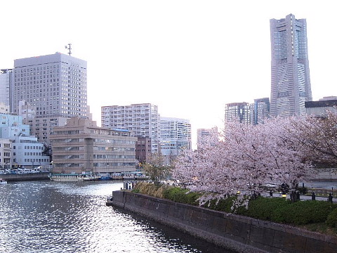 春は、桜ファッションがいとをかし。_b0141773_23542946.jpg