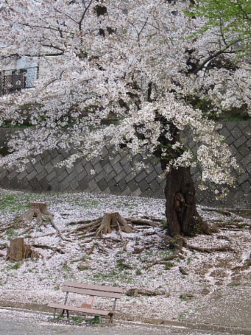 春は、桜ファッションがいとをかし。_b0141773_2356135.jpg
