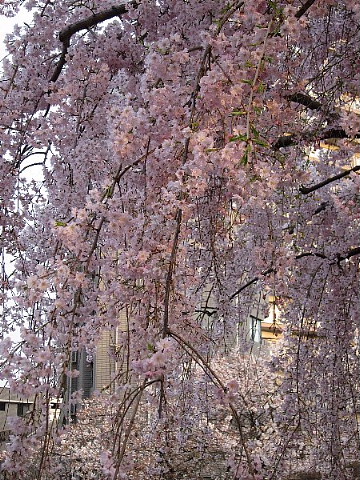 春は、桜ファッションがいとをかし。_b0141773_2357627.jpg