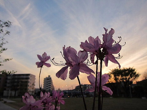 春は、桜ファッションがいとをかし。_b0141773_2359117.jpg
