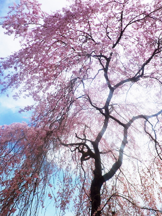 山里の桜・桃_b0104774_2352289.jpg