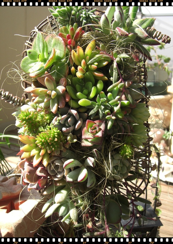 固まる土で多肉植物の壁掛け Welcome To みるくくらうん