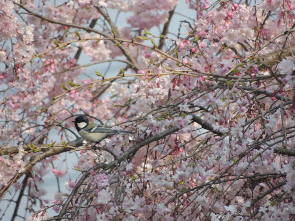 桜とシジュウガラ_e0273175_15515398.jpg