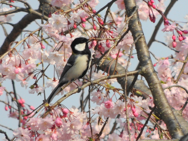 桜とシジュウガラ_e0273175_15525321.jpg