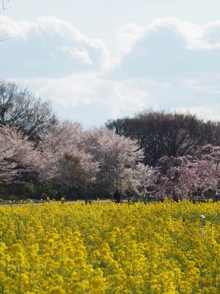 菜の花とミモザの黄花達 自然風の自然風だより