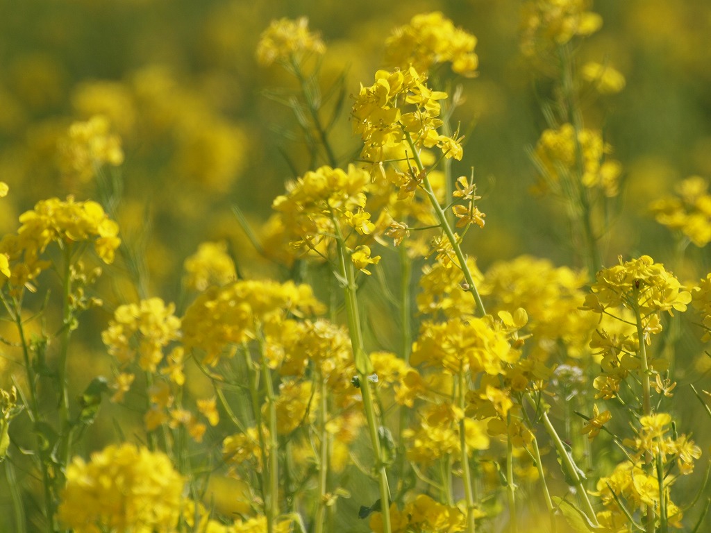 菜の花とミモザの黄花達 自然風の自然風だより