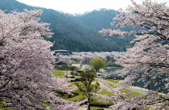 土師ダムの桜_a0199979_18313330.jpg