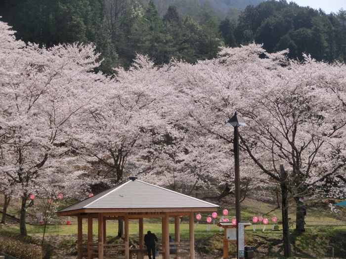 土師ダムの桜_a0199979_18411120.jpg