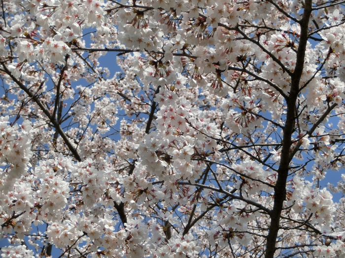 土師ダムの桜_a0199979_1841328.jpg