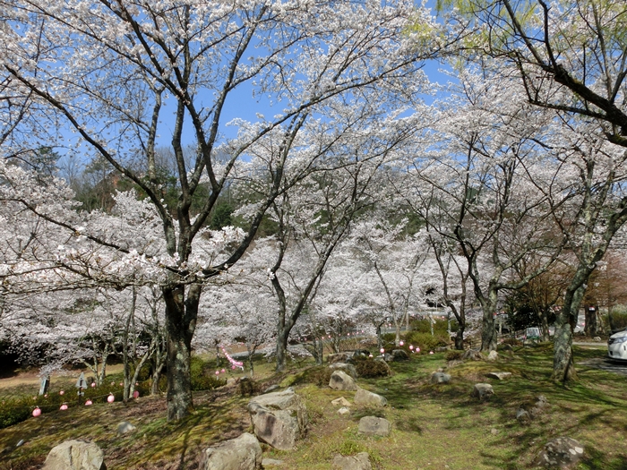 土師ダムの桜_a0199979_18574781.jpg