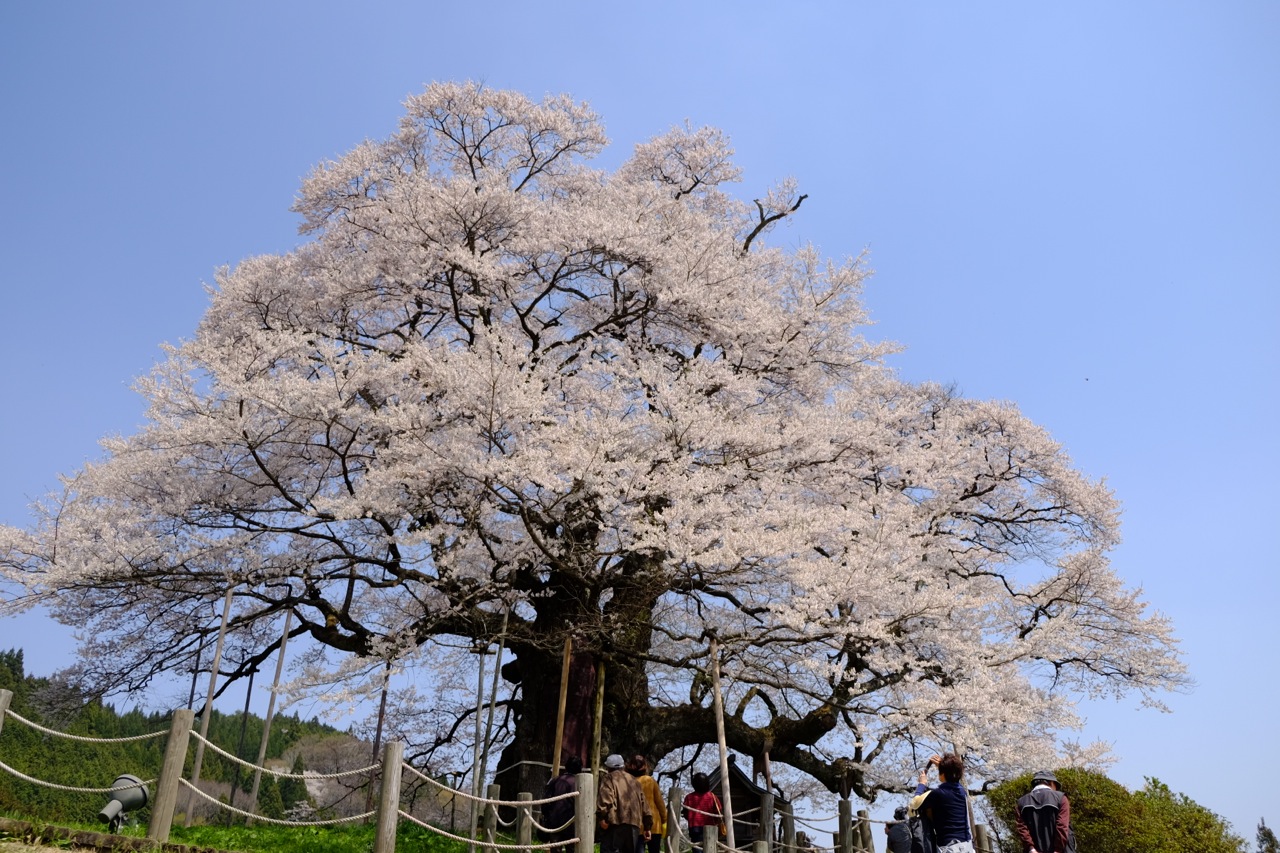 醍醐桜（2014.4.9）　桜 04_f0075181_22532745.jpg