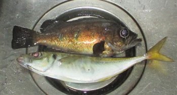 f0003283_06553782.jpg