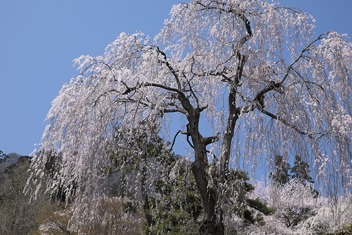 妙義神社_d0234484_2149757.jpg