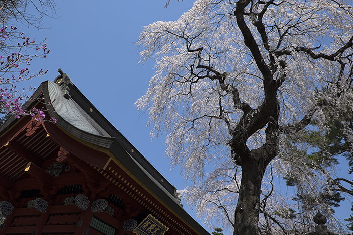 妙義神社_d0234484_21515871.jpg