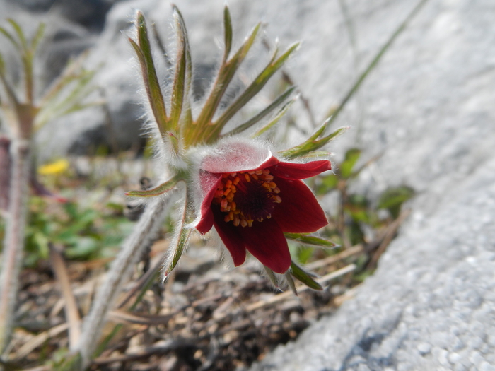 平尾台の花（春）_b0177493_16492846.jpg