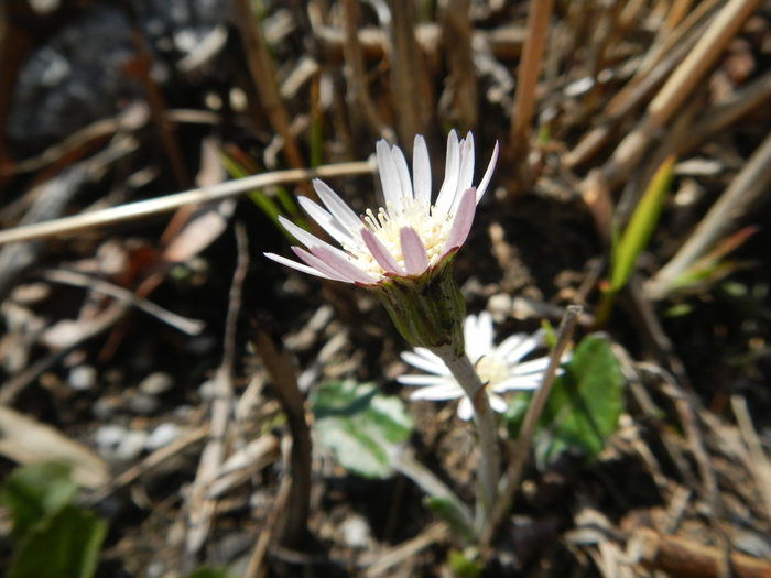 平尾台の花（春）_b0177493_16571056.jpg