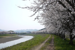 「さくら」見頃です＝篠山市街＝_f0226293_7582115.jpg