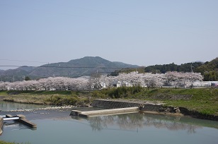 「さくら」見頃です＝篠山市街＝_f0226293_759244.jpg