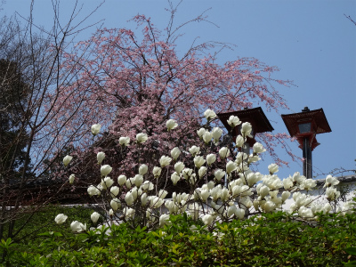 善峯寺の桜_c0125501_859181.jpg