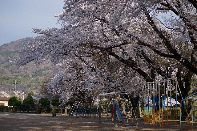 孔雀さんもお花見_b0147203_22101360.jpg