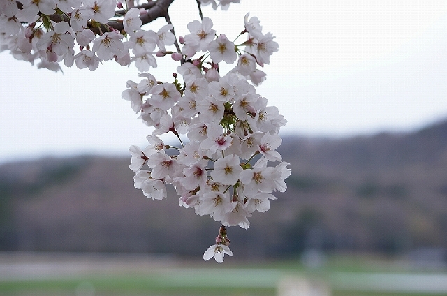 b0147203_229369.jpg