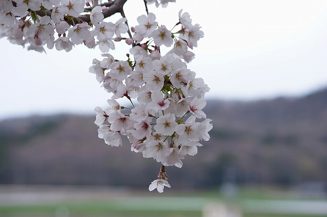 孔雀さんもお花見_b0147203_229369.jpg