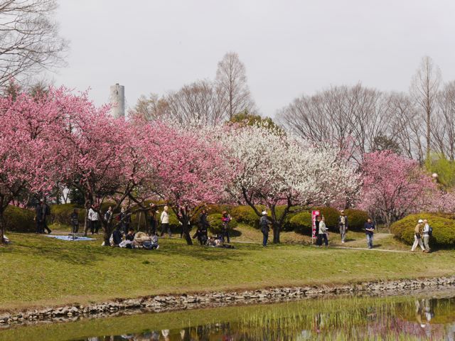 古河桃まつり_f0144003_03513006.jpg