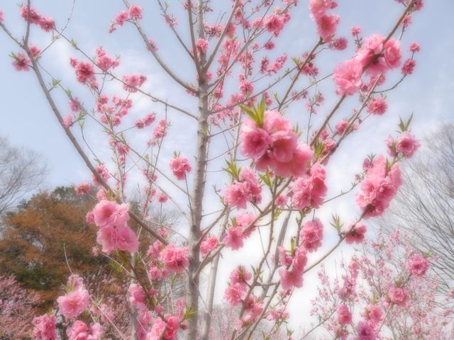 古河桃まつり_f0144003_03514045.jpg